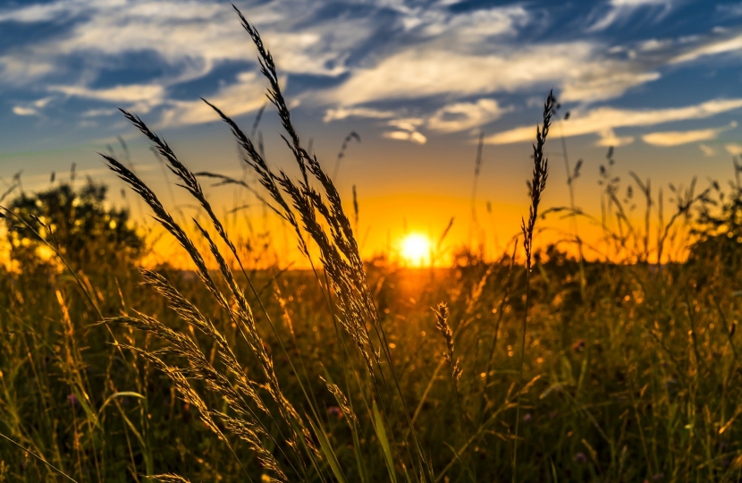 Field of Wheat