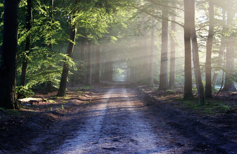 Lane with trees