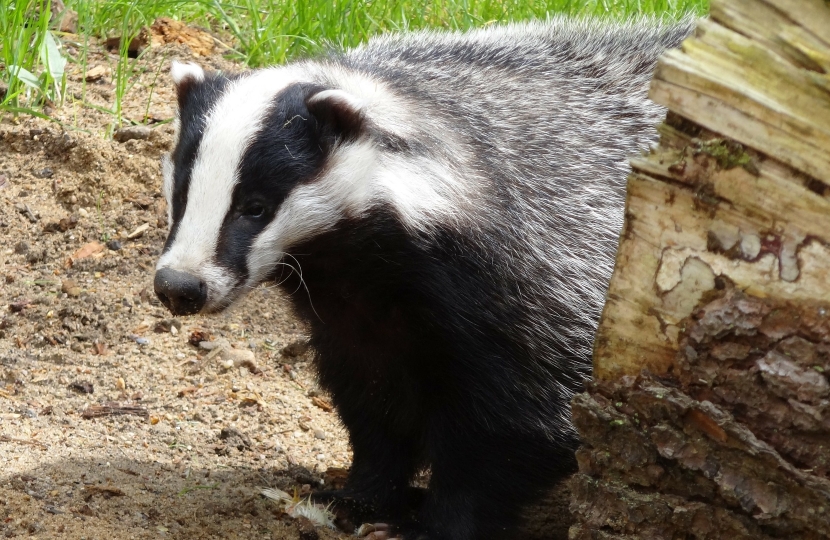 badger