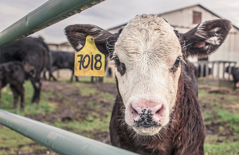 Picture of a cow with an ear-tag. 