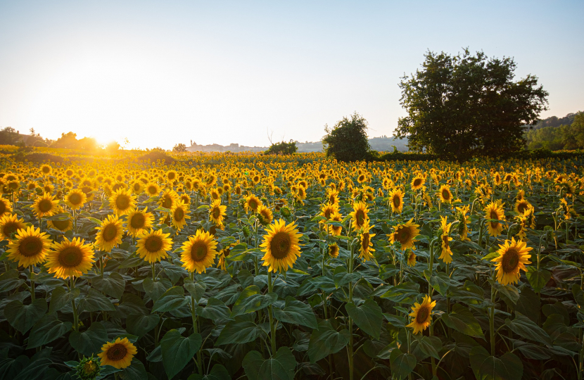 sunflowers