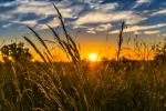 Field of Wheat