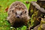 Hedgehog 