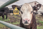 Picture of a cow with an ear-tag. 