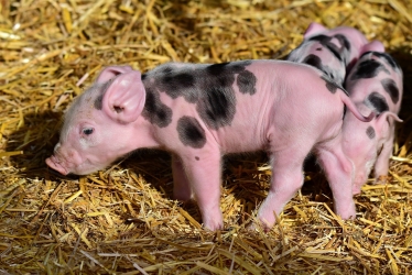 Piglet