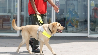 Guide Dog