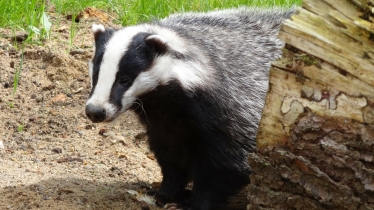 badger